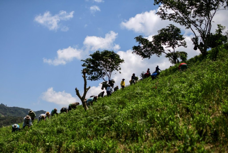 Workers in Las Yungas used to have a monopoly on coca leaf production until ex-president Evo Morales authorized farmers in his home Cochabamba region to do so too