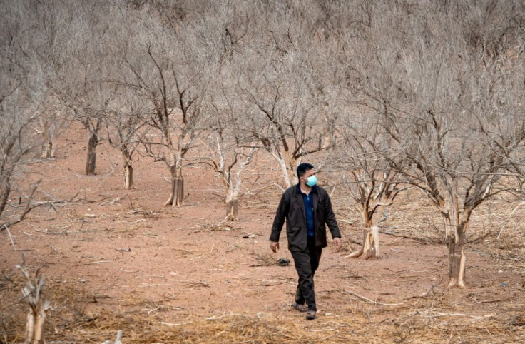 Orange groves decimated by drought on the southern Moroccan plains around Agadir, as farmers bemoan a diversion of reservoir water to households