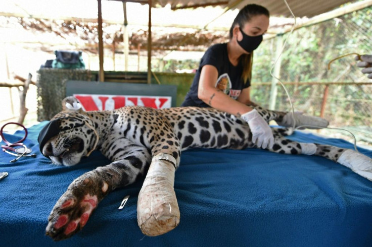 Amanaci, an adult female jaguar that had its paws burnt during fires in Pantanal, recieves stem cell treatment at the Nex Institute NGO, in Corumba de Goias, Goias State, Brazil