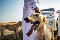 Syrian Kurdish dog breeder Mohammed Derbas pets one of his Saluki dogs in the village of Ad-Derbasiyah -- one of the many hounds he raises for sale to the Gulf