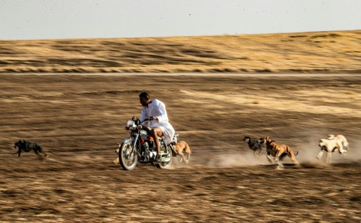 Dog breeder Mohammed Derbas rides a motorcycle to exercise his speedy hounds, which are later sold for racing in the Gulf