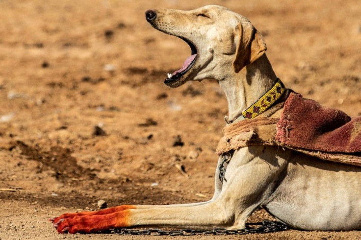 Salukis, which have been used for hunting for thousands of years in the Middle East, are among the fastest canines; breeders in Syria dye their paws with henna as a form of decoration and protection