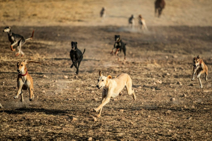 Hunting dogs run together in the village of Ad-Derbasiyah in Syria's Kurdish-held northeastern Hasakah province, where many will be exported for racing in the Gulf