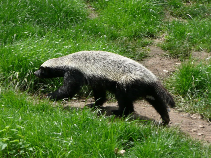 Honey Badger