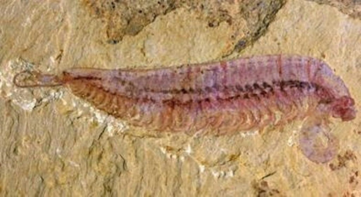 This shrimp-like creature has been preserved in unusual detail in China's Yunnan province