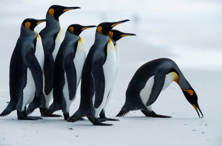 King penguins like these could see their foraging routes cut off by the giant iceberg