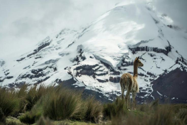 A vicuna roams at the foothill of the Chimborazo volcano, Ecuador's central Andes; the species was probably the prey of ancient female hunters according to a new study