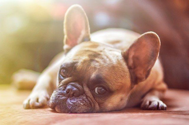 bull dog