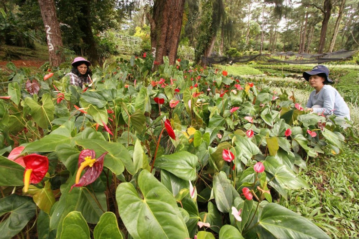 The stress of lockdown and financial pressure caused by the pandemic have prompted a gardening craze in the Philippines, dubbed "plantdemic"