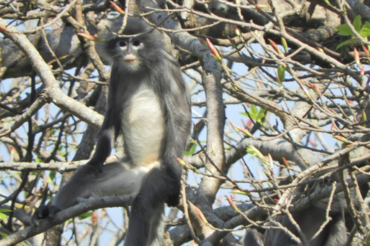 The Popa langur is named for the extinct volcano in Myanmar which is home to around 100 of the primates