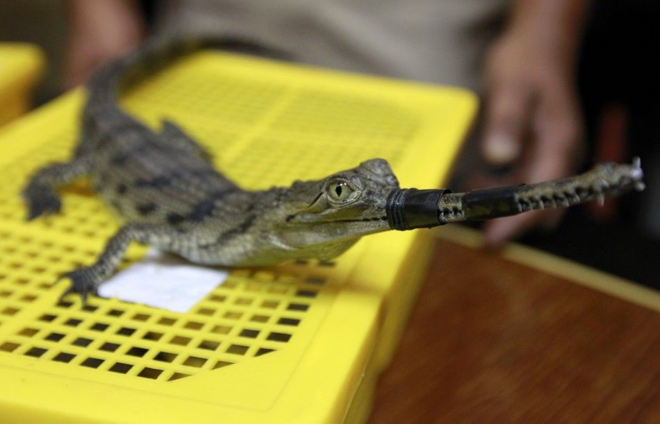 A Thai custom officer shows a false gavial during a news conference at Thailand039s customs department in Bangkok June 2, 2011.