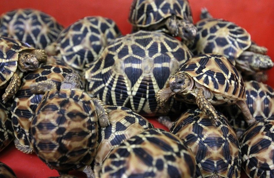 Indian Star Tortoises are seen during a news conference at Thailand039s customs department in Bangkok June 2, 2011.