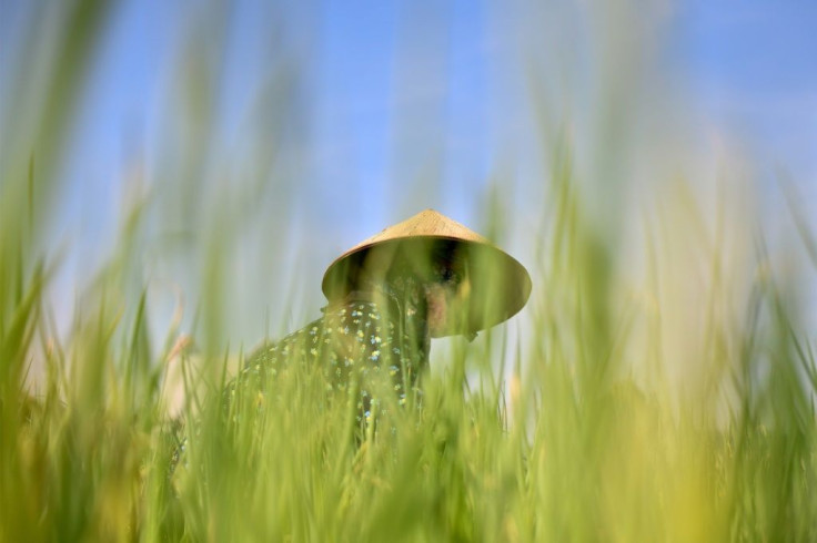 As well as anxiety over hygiene standards, there is growing unease about high pesticide use for vegetables and herbs thrown in typical street food dishes in Vietnam, such as fresh shrimp rolls and bun bo, dried noodles with beef