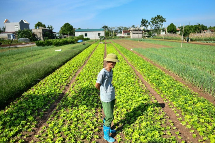 Heavy metals found in soil or water used for agriculture in Vietnam may be a significant contributor to the incidence of some forms of cancer, the World Bank says, while heavy pesticide use may also have long-term impacts