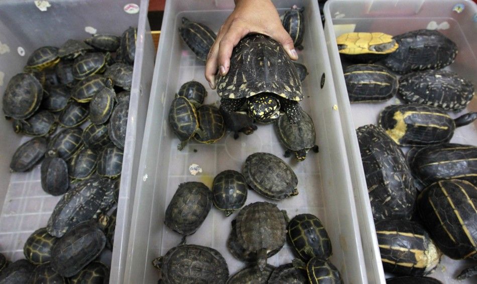 A Thai custom officer shows seized turtles during a news conference at Thailand039s customs department in Bangkok June 2, 2011.