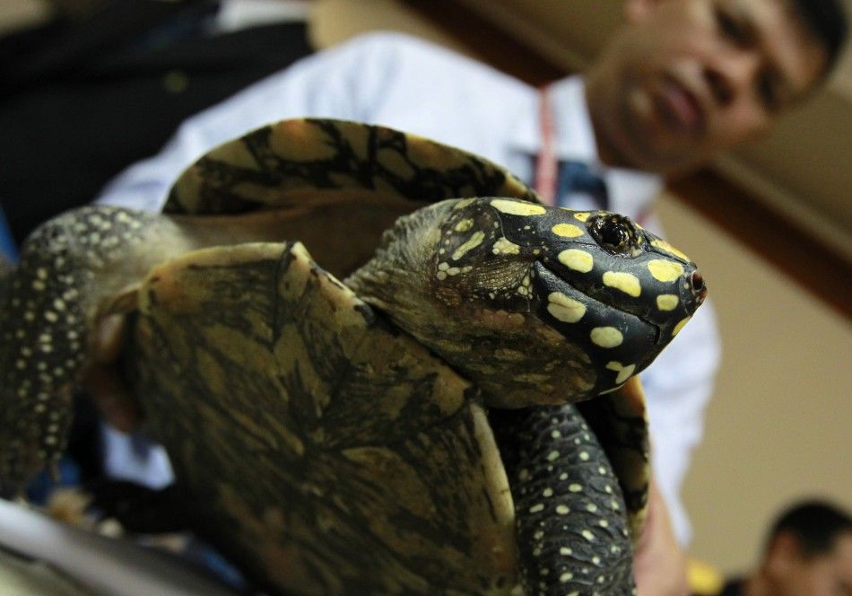 A Thai custom officer shows a seized turtle during a news conference at Thailand039s customs department in Bangkok June 2, 2011.
