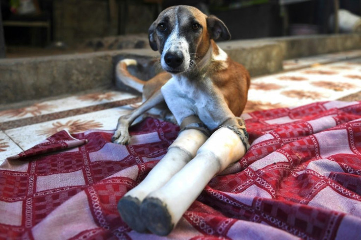 Rocky lost her front legs after being run over by a train in India, but is now headed to a "forever home" in Britain