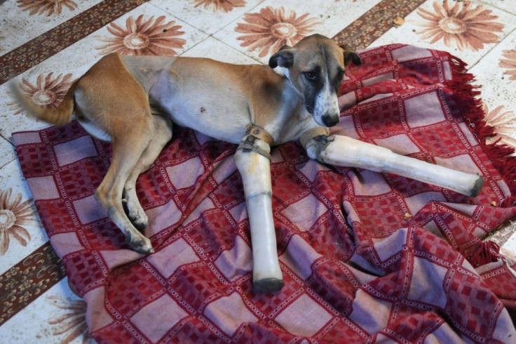 Rocky's road to recovery has taken a year since she lost her front legs after being hit by a train
