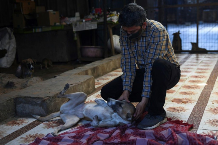 Tickle time... Ravi Dubey, founder of the People for Animal Trust, playing with Rocky before the dog heads to Britain