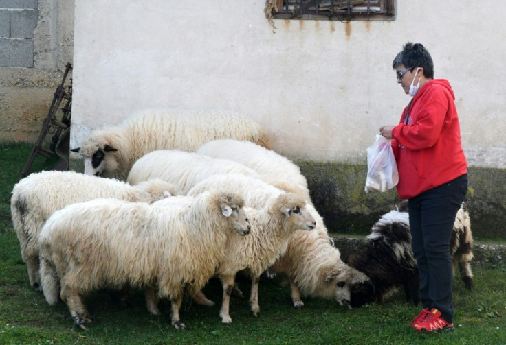 Sonja Leka feeds sheep that provide the wool for the traditional handicrafts