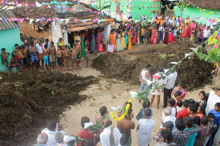 Let battle commence... cow dung is dumped in a pit before youths use as ammunition in a friendly war