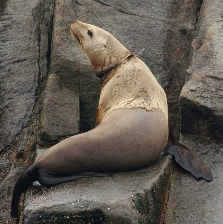 A seal in Alaska is seen with plastic around its neck