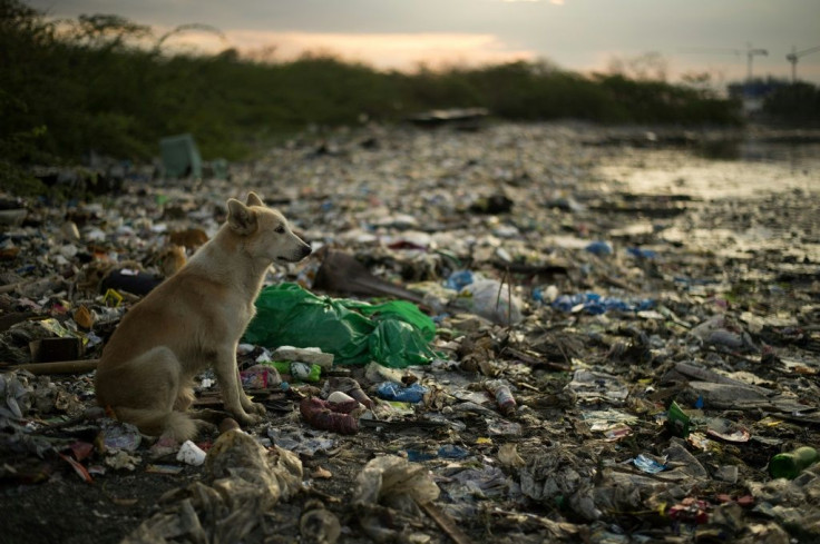 They are some of 1,800 marine mammals and turtles found to have ingested or been entangled by plastic along American coastlines since 2009, according to a report from conservation NGO Oceana