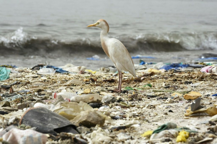 A bird stands on a beach covered with trash in Hann Bay in Dakar, Senegal