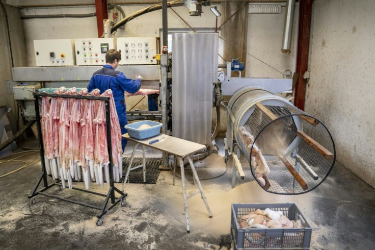 This photo taken on November 6, 2020 shows a mink farmer as she skins furs of dead mink on a farm near Naestved, Denmark.