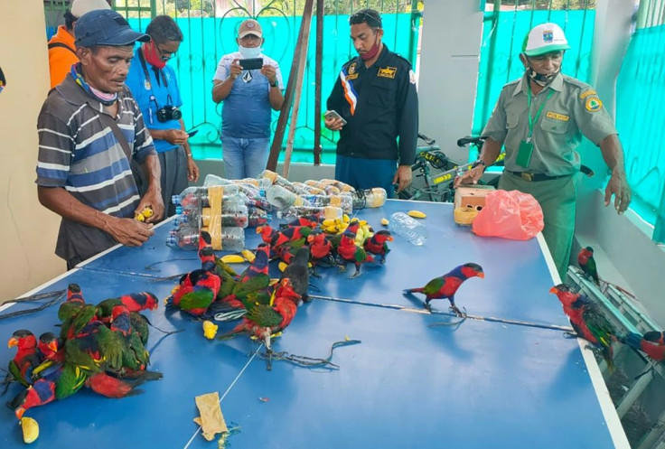 Large-scale illegal trading of birds sees them sold in giant avian markets in Indonesia's major cities, or smuggled abroad