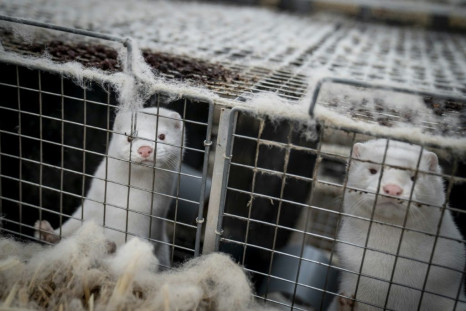 Denmark's cull has left mink farmers in despair -- the country is the world's biggest exporter of pelts but the animals can catch the coronavirus and also pass it back to humans