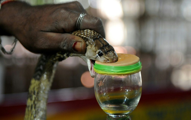 An Indian snake-catcher extracts venom from a cobra. Snake bites are common in rural areas