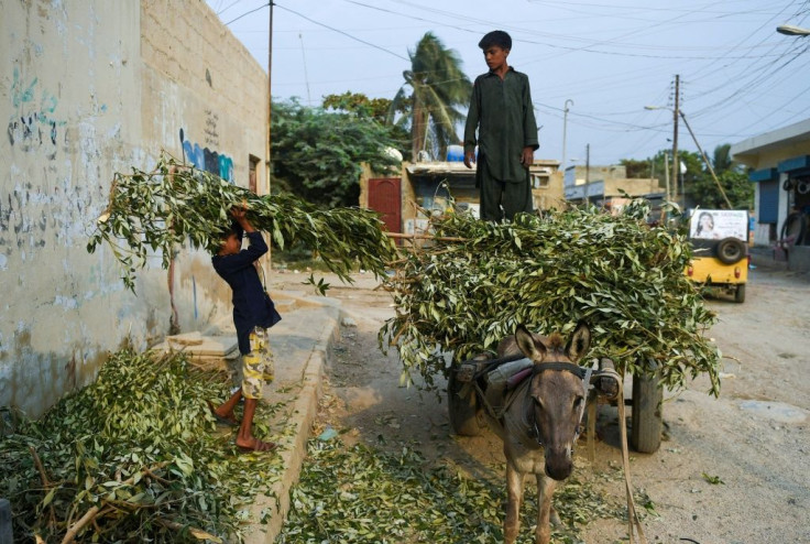 The mangroves are considered an important component of Karachi's environment, which has suffered decades of high pollution and neglect