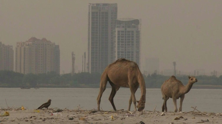 A short boat ride from the shores of Karachi, mangrove trees sprout along the quiet inlets of an uninhabited island that environmentalists say provides vital coastal protection to Pakistan's largest city.