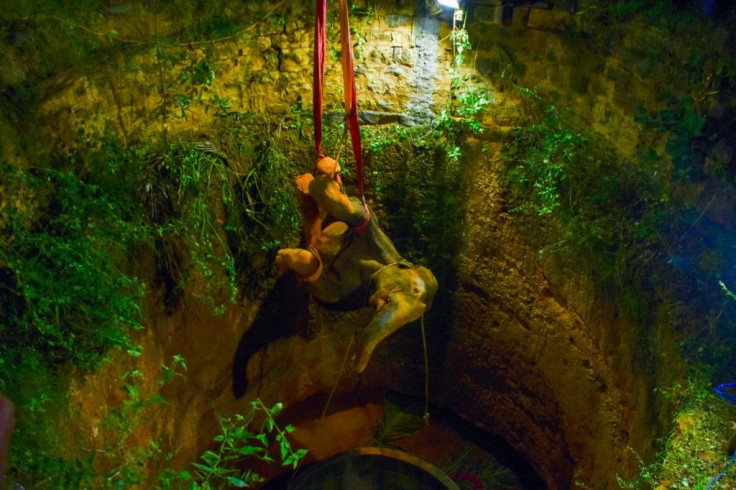 The elephant was sedated before rescuers climbed into the well and attached straps to its feet