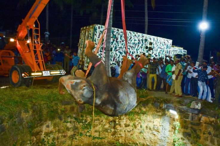 The elephant had fallen some 20 metres (70 feet) into the well, and had to be lifted out with a crane