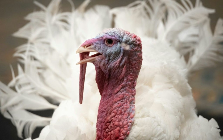 Americans traditionally eat turkey at Thanksgiving