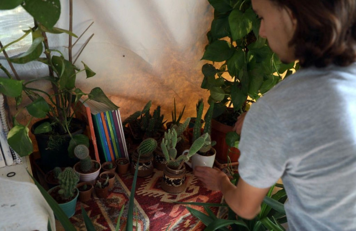 Diab, 19, keeps a collection of tiny cacti in his new home in the town of Atme in Syria's northwestern Idlib province