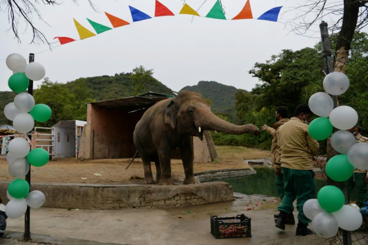 Friends threw a farewell party for Kaavan, Pakistan's only Asian elephant,Â before it heads to Cambodia