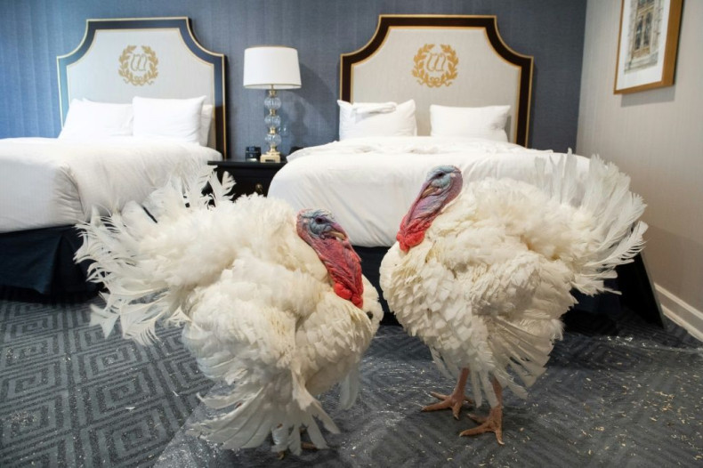 Corn and Cob, a pair of turkeys that will be pardoned by US President Donald Trump