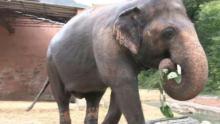 With musical performances and heartfelt messages, Pakistanis said their final goodbyes to the country's only Asian elephant ahead of a planned move to Cambodia following a yearslong campaign by animal rights activists for his relocation.