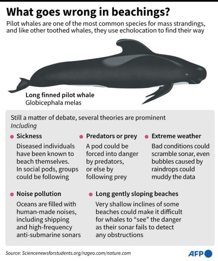 Graphic looking at what we know about whale beachings.