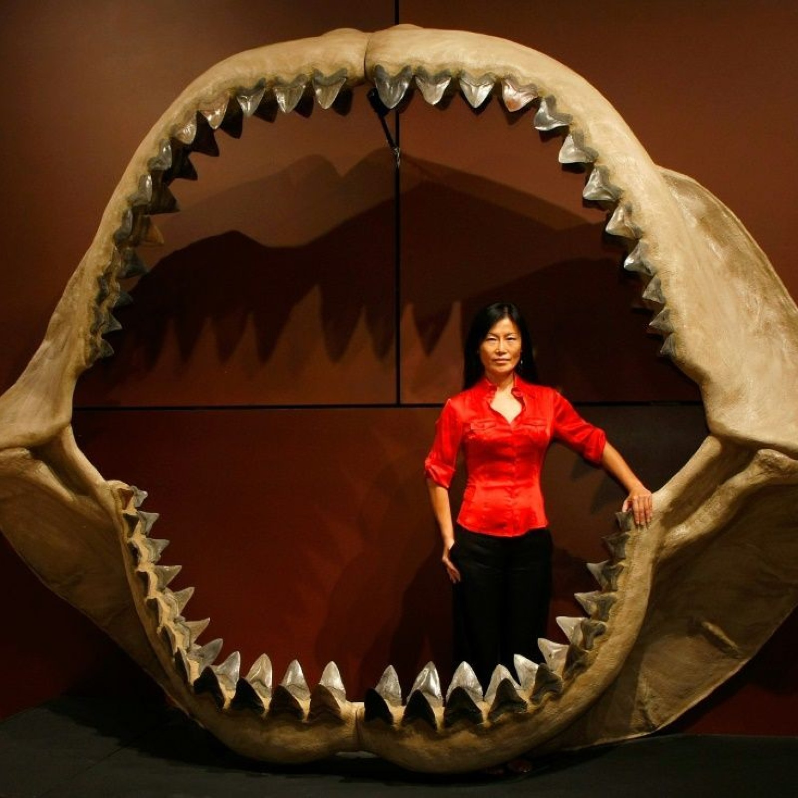 Megalodon Shark Jaw Size