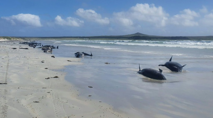 Department biodiversity ranger Jemma Welch said 69 whales had already died by the time wildlife officers reached the beach