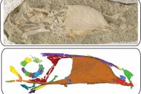 This handout picture taken on November 10, 2020, and released by the Ohio University on November 25, 2020, shows a photograph (top) and a scan produced by high-resolution micro-computed tomography of the skull of a fossilized Falcatakely forsterae