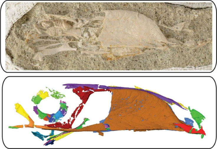 This handout picture taken on November 10, 2020, and released by the Ohio University on November 25, 2020, shows a photograph (top) and a scan produced by high-resolution micro-computed tomography of the skull of a fossilized Falcatakely forsterae