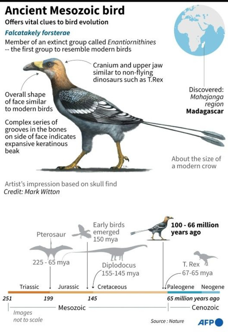 Graphic on an ancient bird that lived alongside dinosaurs, whose fossilised remains found in Madagascar sheds new light on the evolution of bird diversity