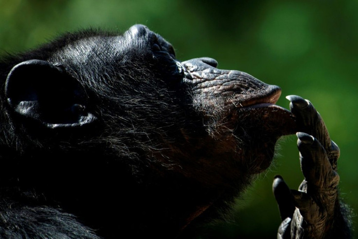 Cogito ergo sum? A chimp at the Bioparco Zoo in Rome during a heatwave in August this year