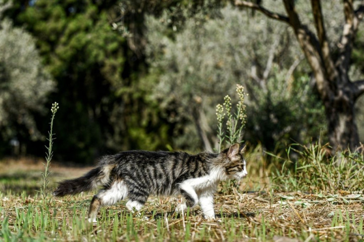 A kitten walks through olive trees in the village of Akaki in central Cyprus