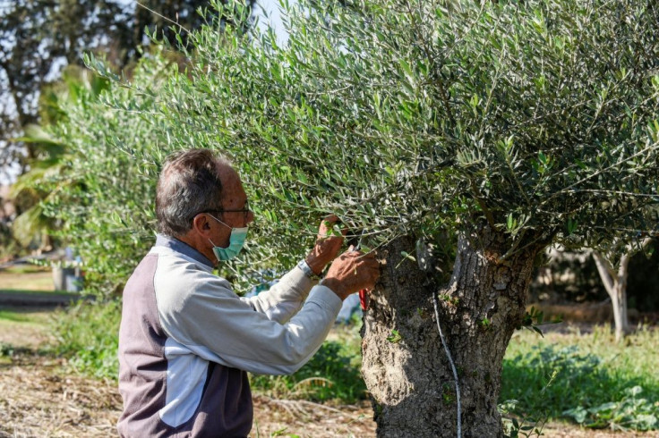 A caretaker at a Cypriot olive grove prunes branches of a tree in Akaki